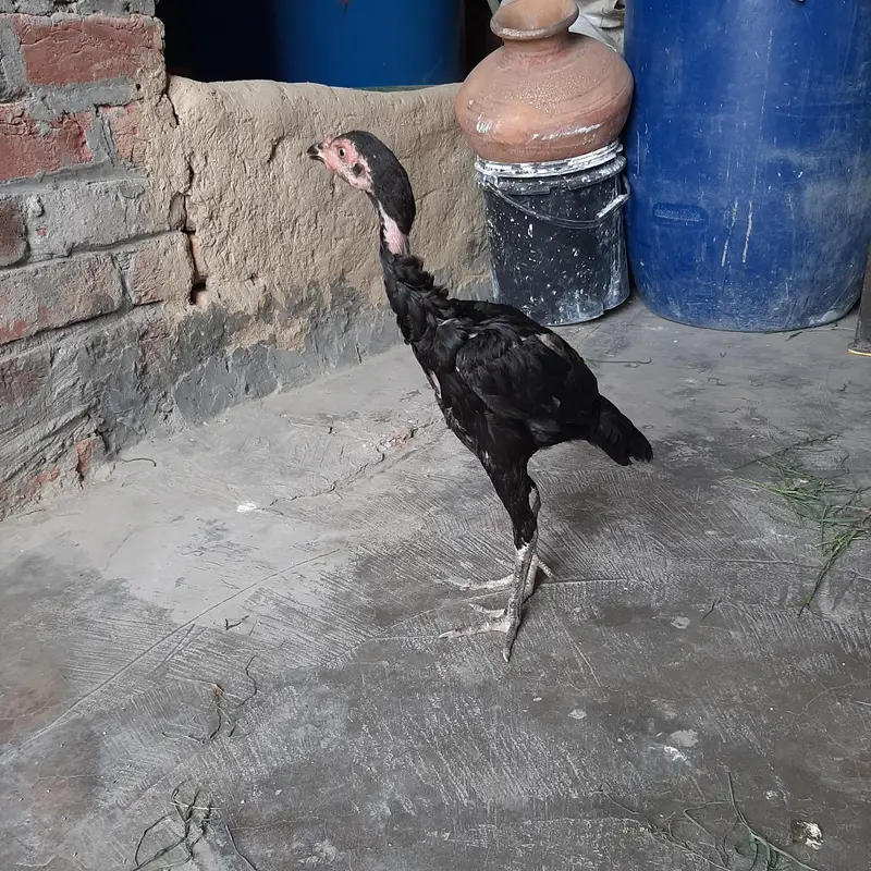 Aseel Pur Pakistani Thai Pathy — photo 2