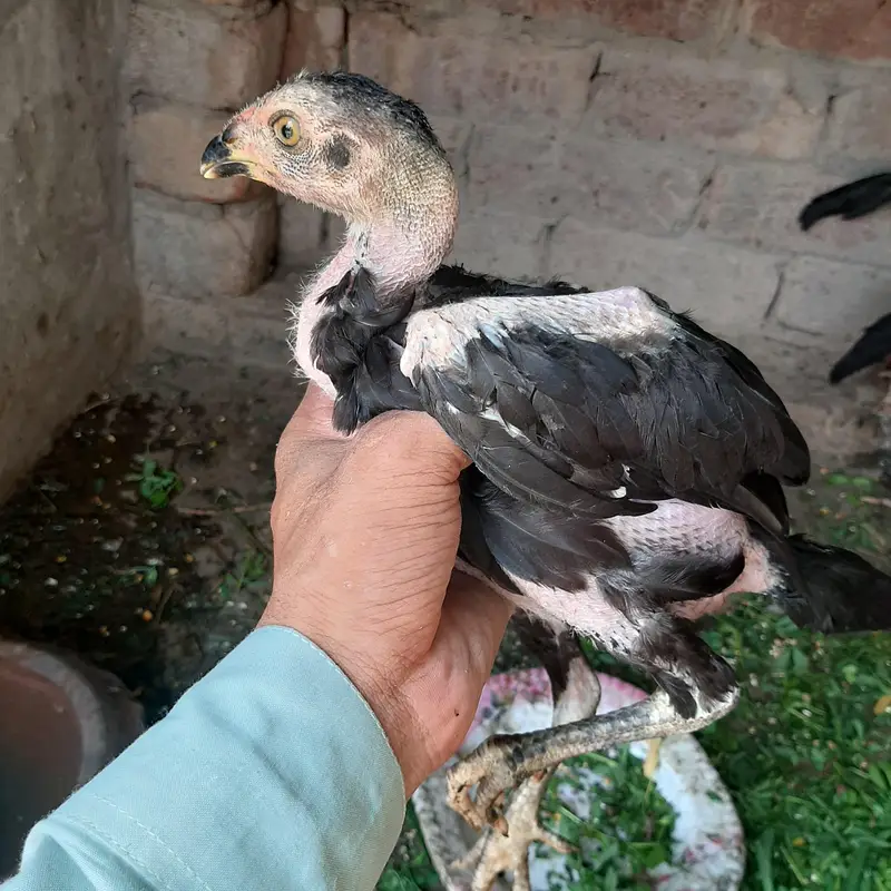 Aseel Pur Pakistani Thai Pathy — photo 4