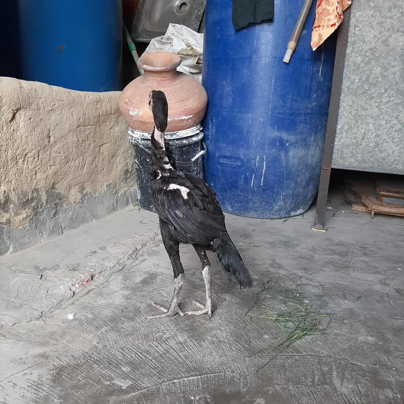 Aseel Pur Pakistani Thai Pathy — photo 7