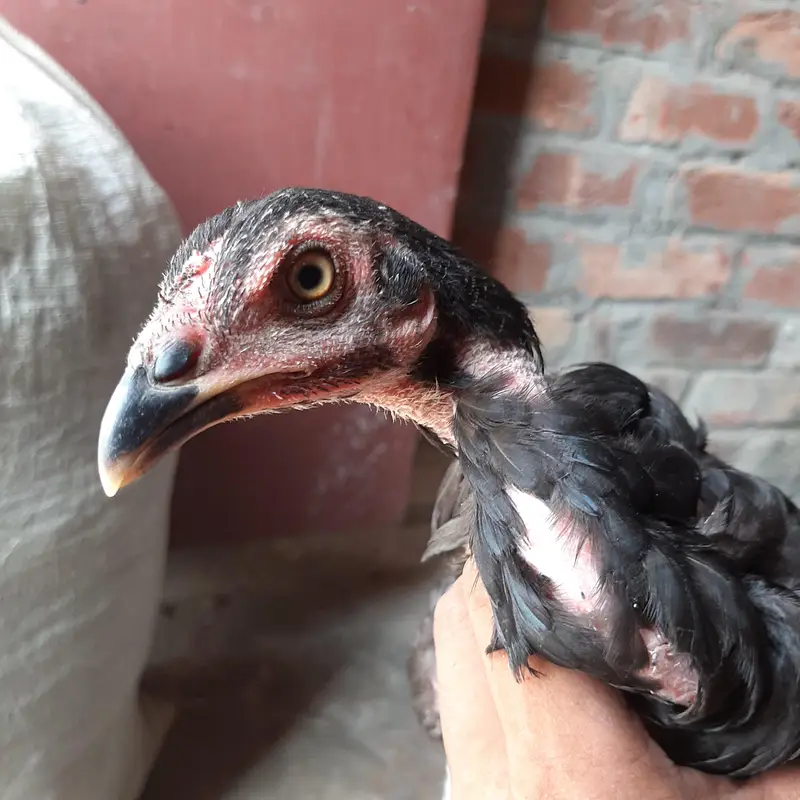 Aseel Pur Pakistani Thai Pathy — photo 10