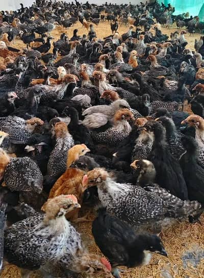 Plymouth,rir, Australorp and Egyptian fiyomi