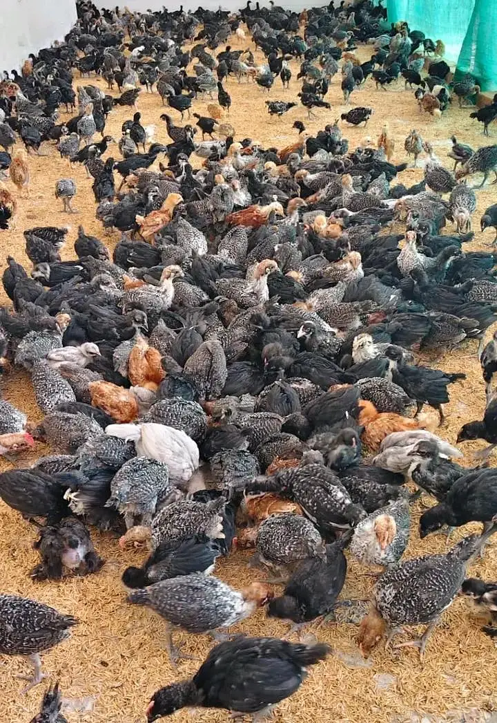 Plymouth,rir, Australorp and Egyptian fiyomi — photo 2