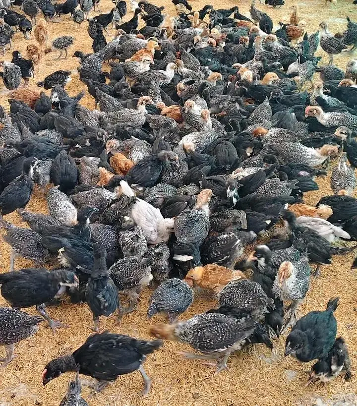 Plymouth,rir, Australorp and Egyptian fiyomi — photo 3