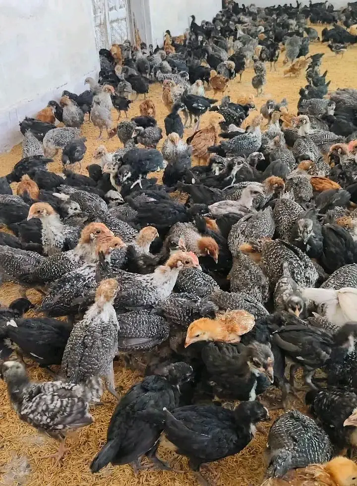 Plymouth,rir, Australorp and Egyptian fiyomi — photo 4