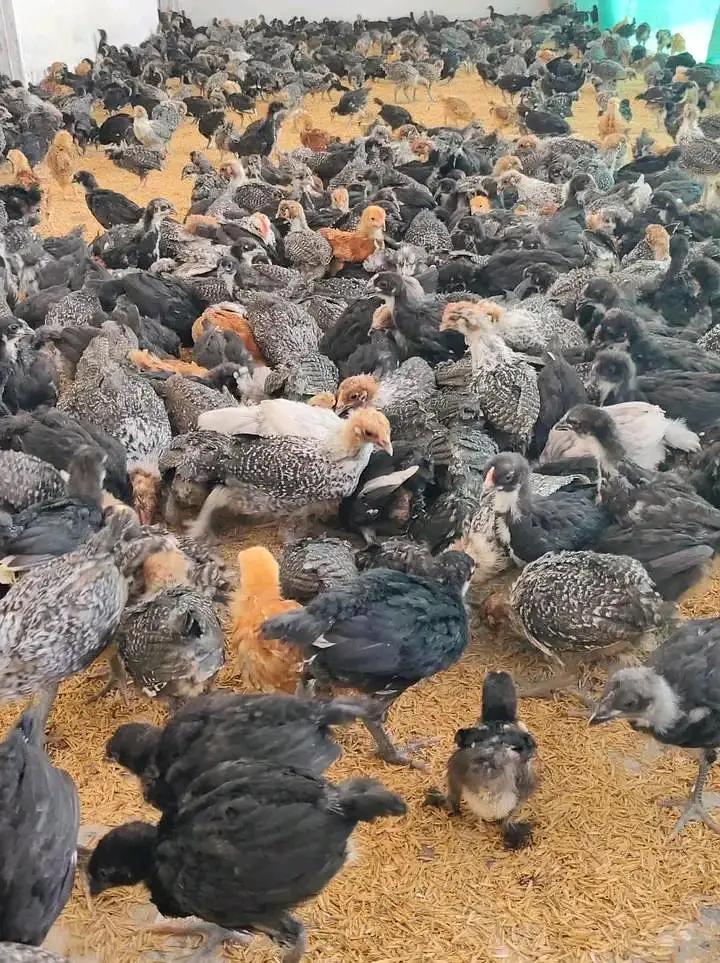 Plymouth,rir, Australorp and Egyptian fiyomi — photo 5