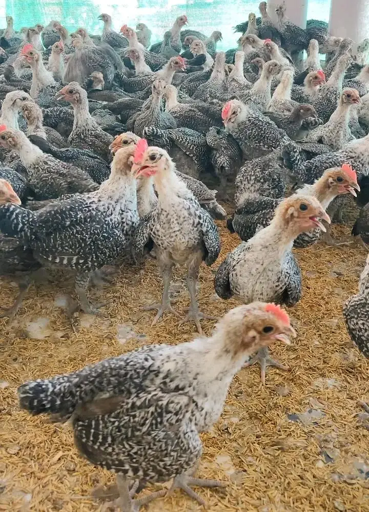 Plymouth,rir, Australorp and Egyptian fiyomi — photo 6