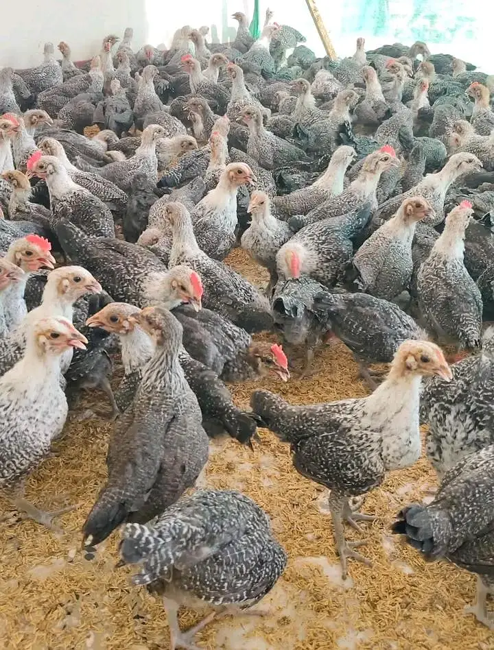 Plymouth,rir, Australorp and Egyptian fiyomi — photo 7
