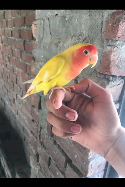 Age 01 sal hand tam love bird 0 bite parrot