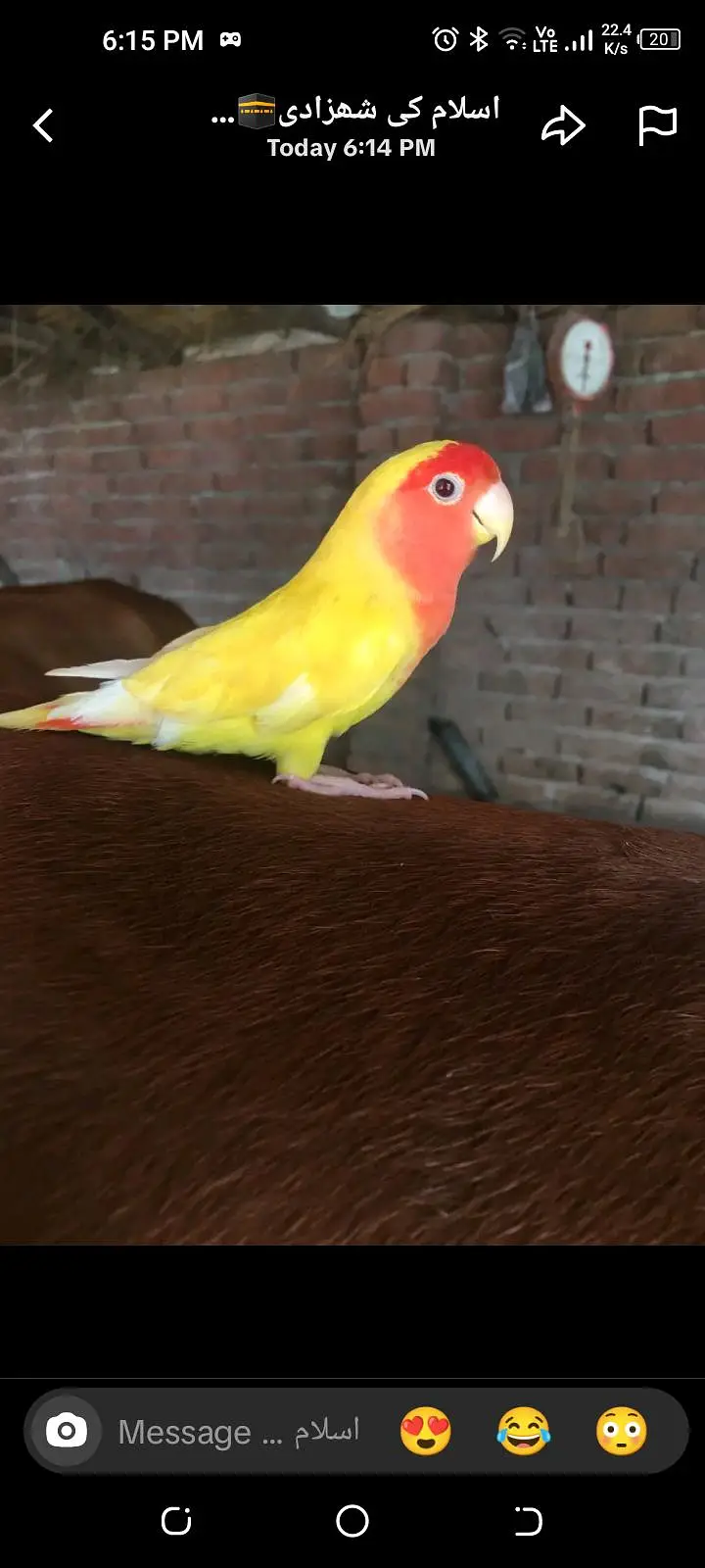 Age 01 sal hand tam love bird 0 bite parrot — photo 2