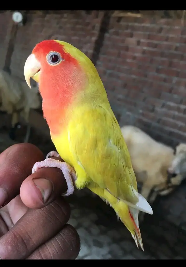 Age 01 sal hand tam love bird 0 bite parrot — photo 3