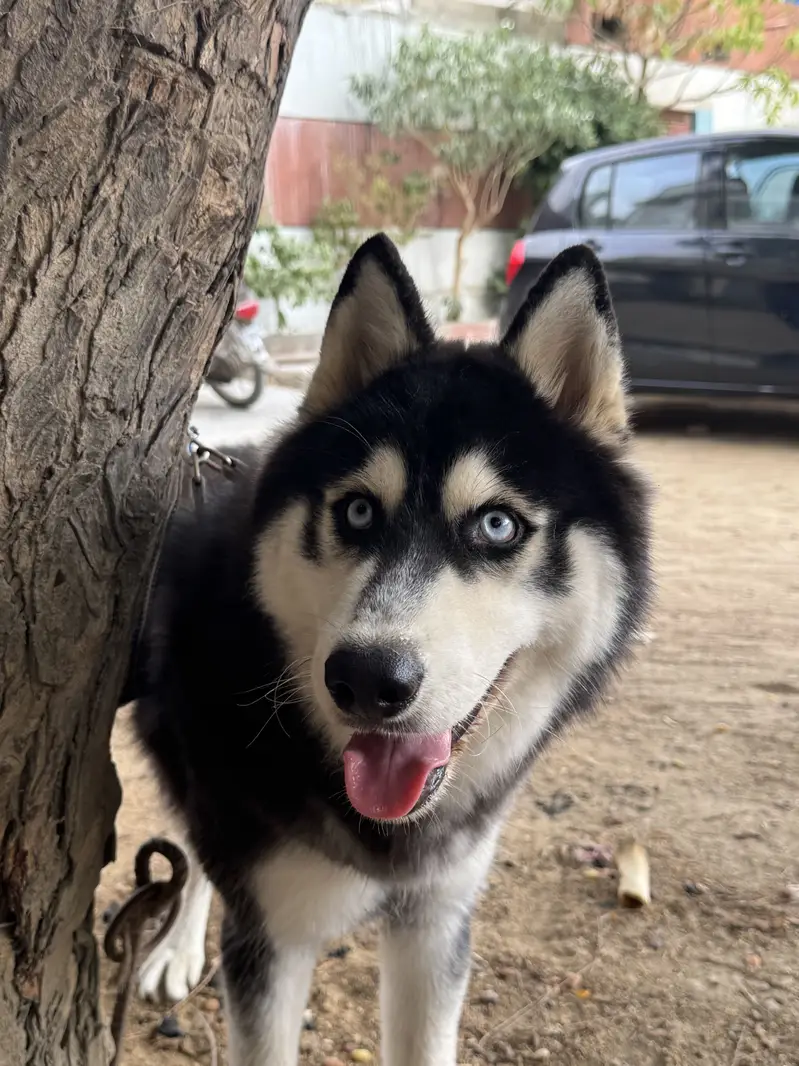 Siberian Husky 8 Months Puppy for sale — photo 5