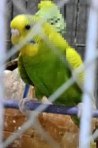 1 parrote for sale