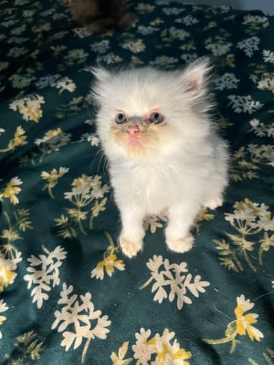 kittens for aale
