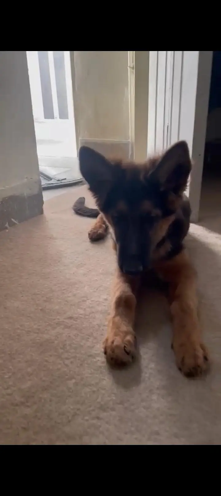 GERMAN SHEPHERD FEMALE FULLY VACCINATED CARD AVAILABLE