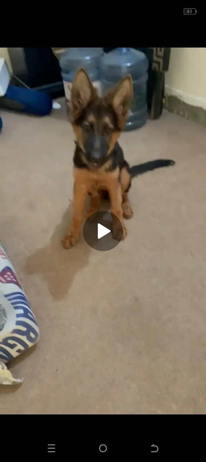 GERMAN SHEPHERD FEMALE FULLY VACCINATED CARD AVAILABLE — photo 2