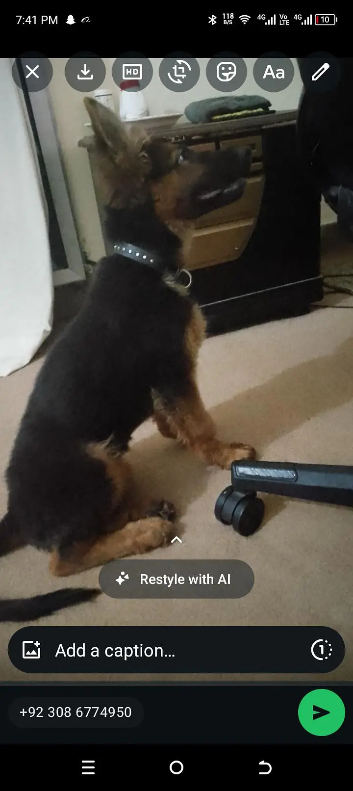 GERMAN SHEPHERD FEMALE FULLY VACCINATED CARD AVAILABLE — photo 3