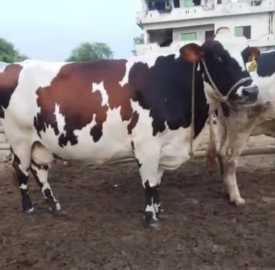 Friesian cross cows 8months pregnant
