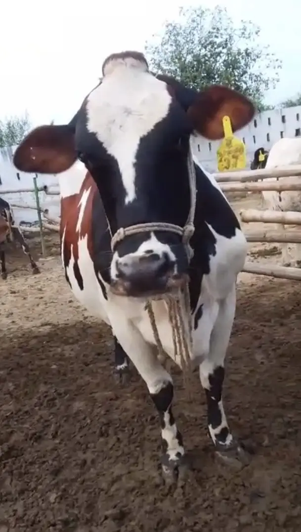 Friesian cross cows 8months pregnant — photo 2