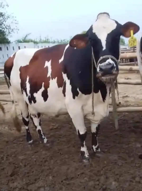 Friesian cross cows 8months pregnant — photo 3