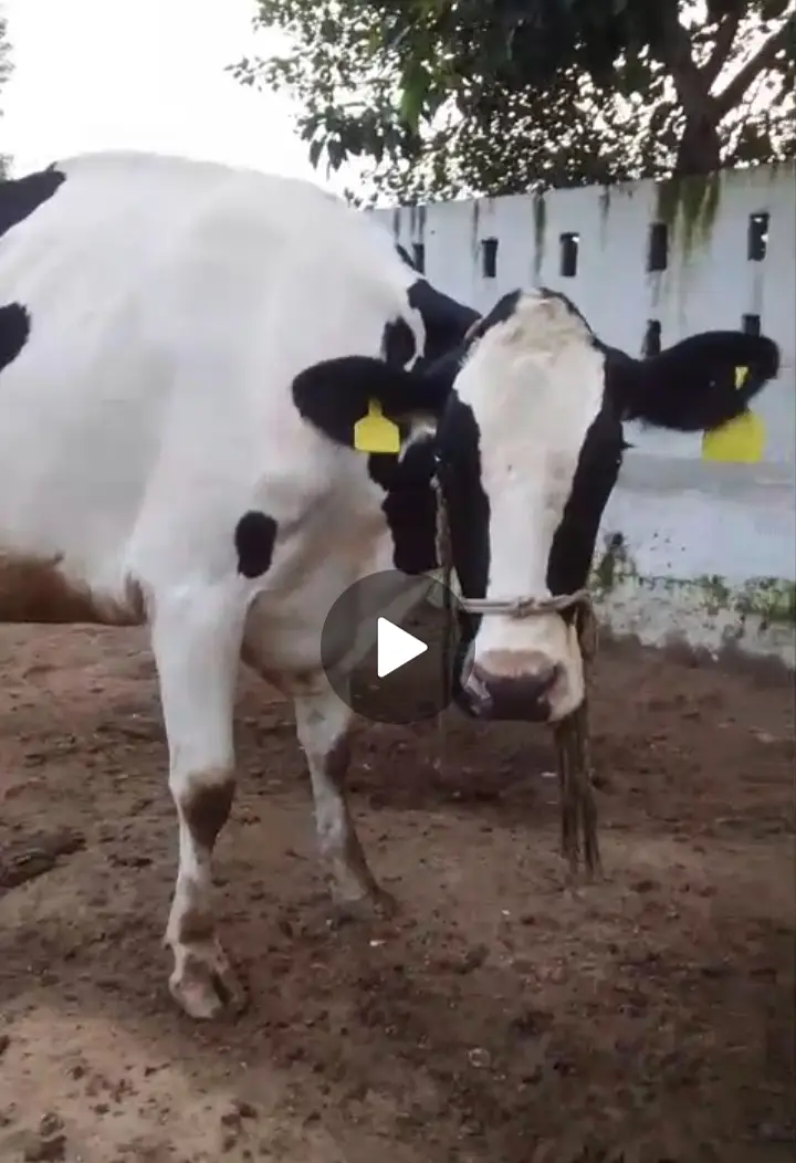 Friesian cross cows 8months pregnant — photo 4
