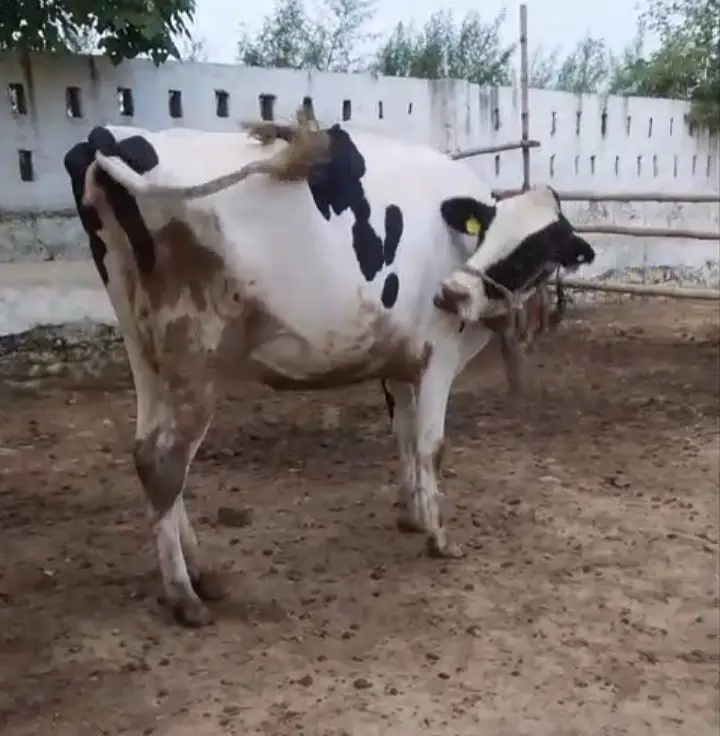 Friesian cross cows 8months pregnant — photo 5