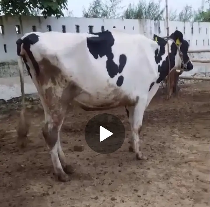 Friesian cross cows 8months pregnant — photo 6