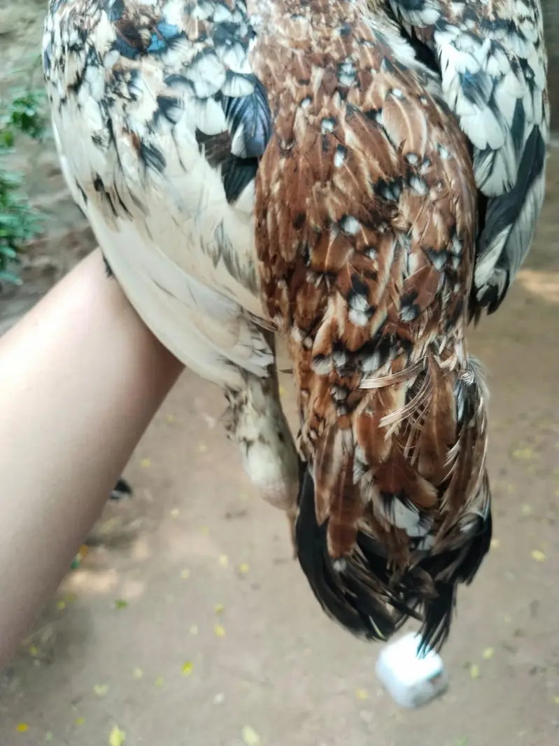 Adeel mianwali . thai. jawa . Thai mianwali. mix — photo 11