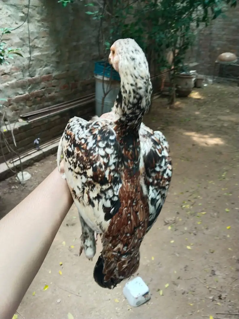 Adeel mianwali . thai. jawa . Thai mianwali. mix — photo 12