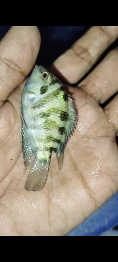 urgent sele one piece ha Convert cichlid ha ya polar parrot no idea