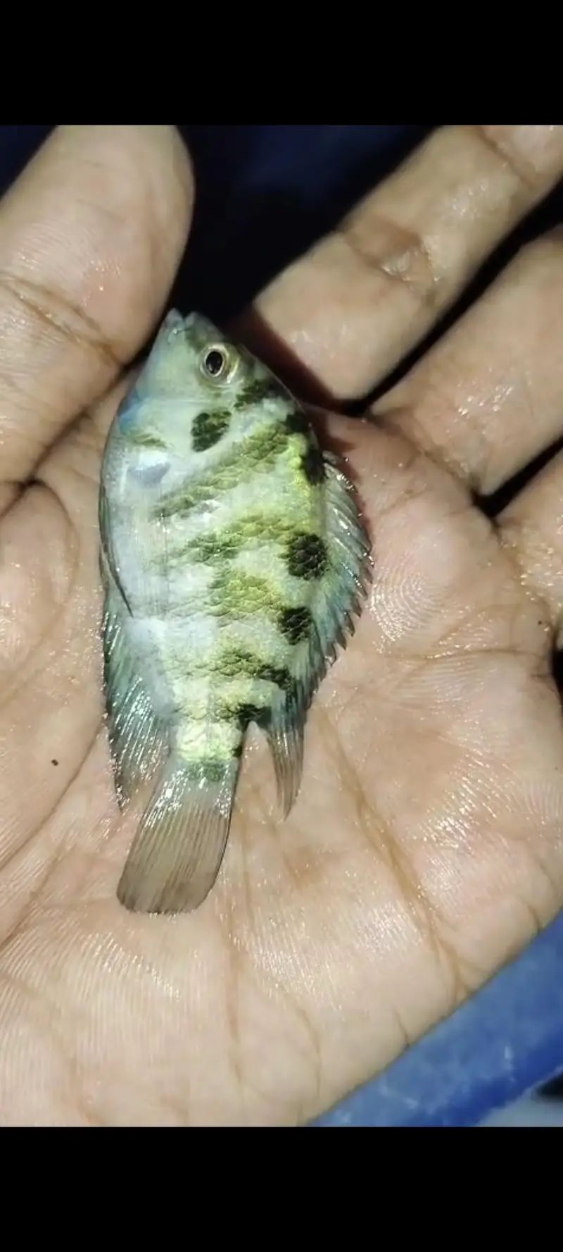urgent sele one piece ha Convert cichlid ha ya polar parrot no idea