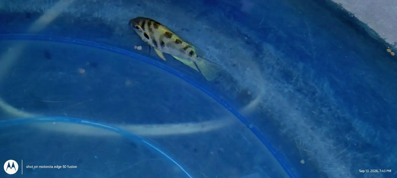 urgent sele one piece ha Convert cichlid ha ya polar parrot no idea — photo 2