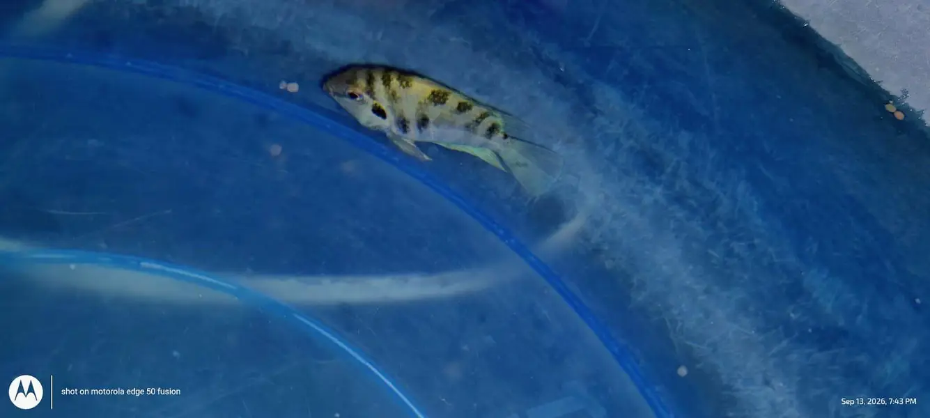urgent sele one piece ha Convert cichlid ha ya polar parrot no idea — photo 3