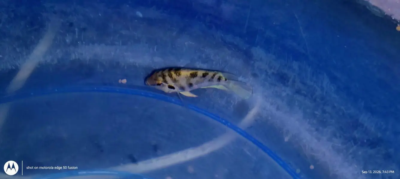 urgent sele one piece ha Convert cichlid ha ya polar parrot no idea — photo 4