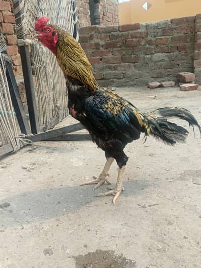 Assalam o alaikum 1 java male mianwali price 5k 4 females per  4500