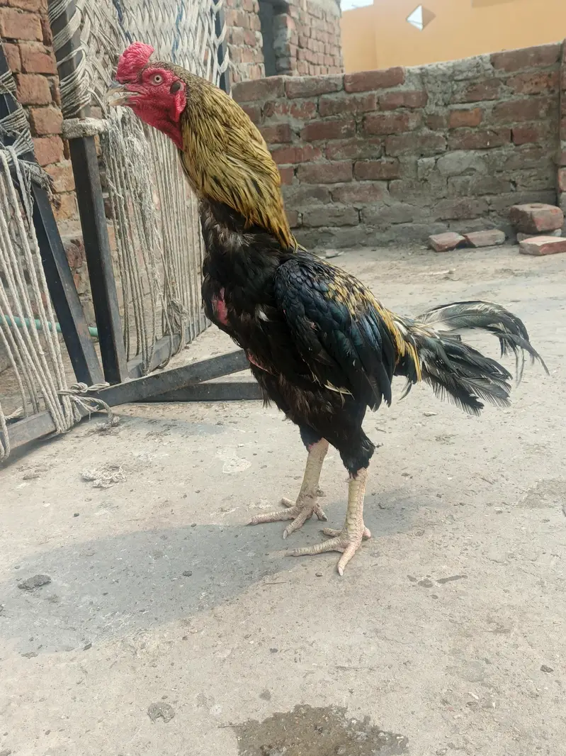Assalam o alaikum 1 java male mianwali price 5k 4 females per  4500 — photo 2