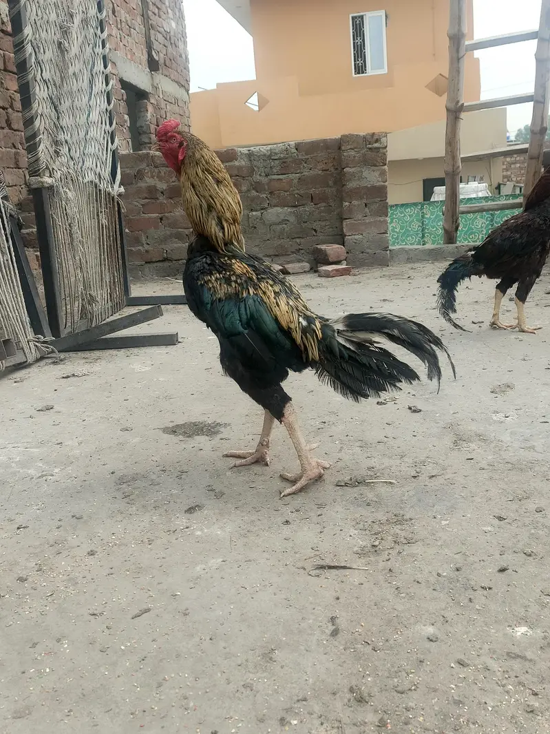 Assalam o alaikum 1 java male mianwali price 5k 4 females per  4500 — photo 3