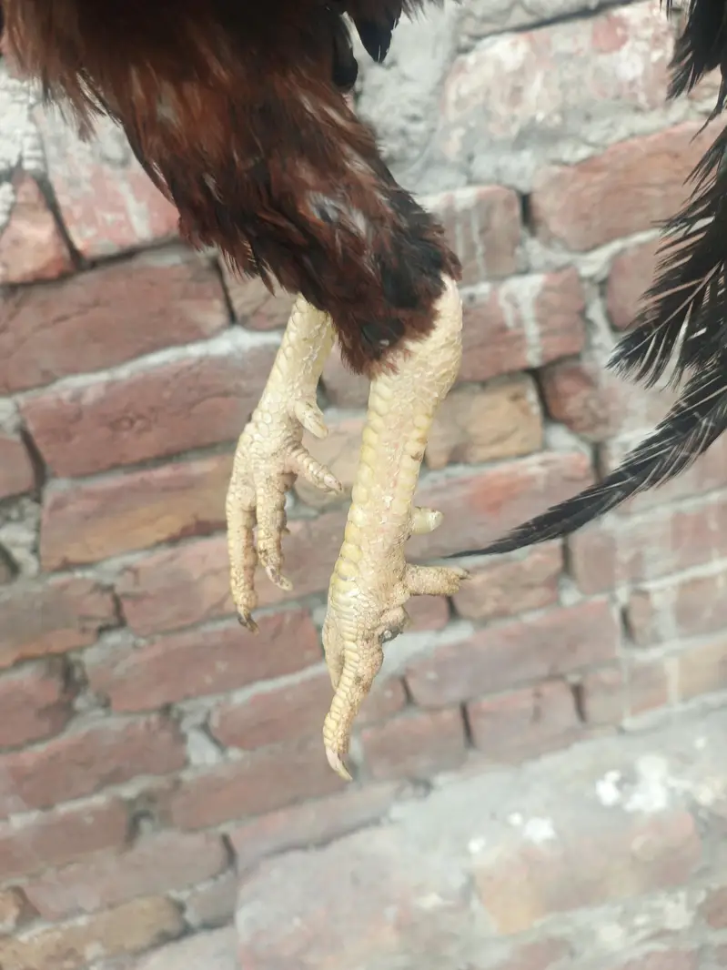 Assalam o alaikum 1 java male mianwali price 5k 4 females per  4500 — photo 4
