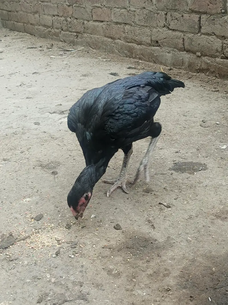 Assalam o alaikum 1 java male mianwali price 5k 4 females per  4500 — photo 5