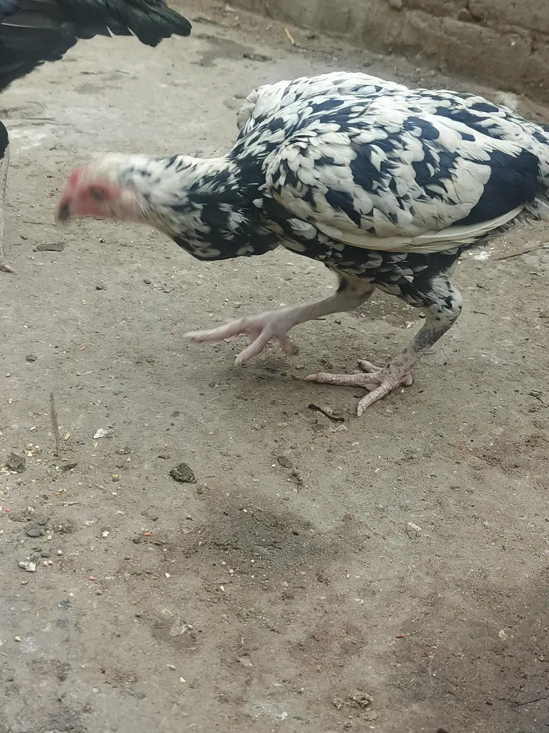 Assalam o alaikum 1 java male mianwali price 5k 4 females per  4500 — photo 6