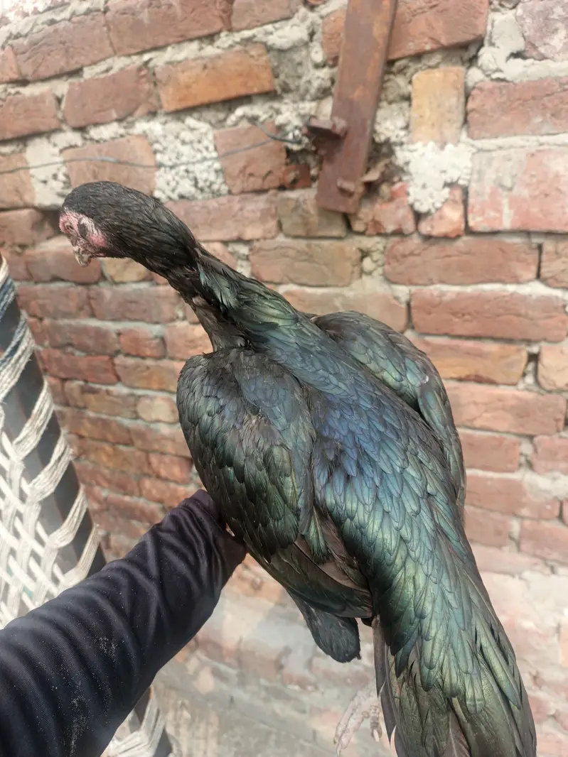 Assalam o alaikum 1 java male mianwali price 5k 4 females per  4500 — photo 8