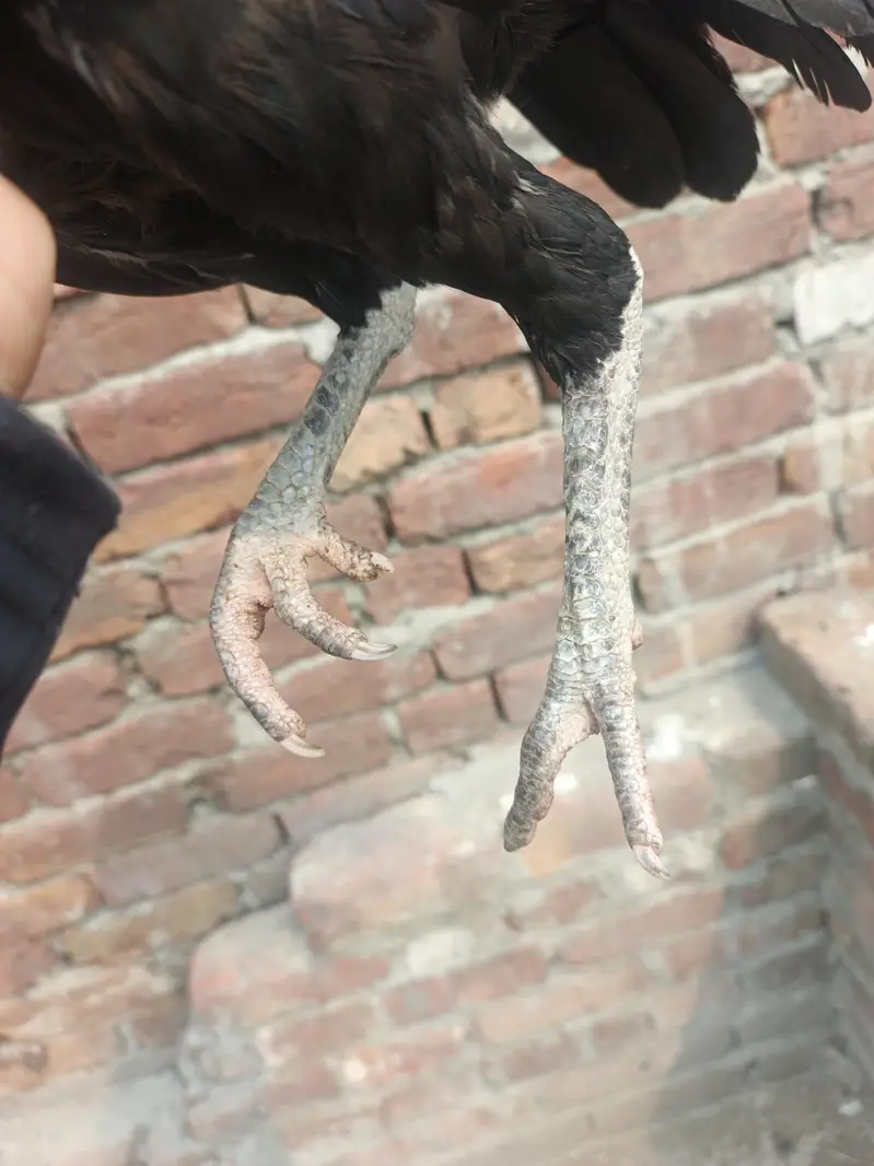 Assalam o alaikum 1 java male mianwali price 5k 4 females per  4500 — photo 9