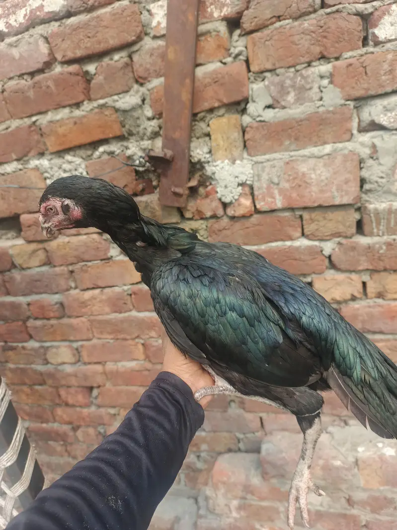 Assalam o alaikum 1 java male mianwali price 5k 4 females per  4500 — photo 10