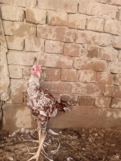 cheena patha and white kaana murgha for sale