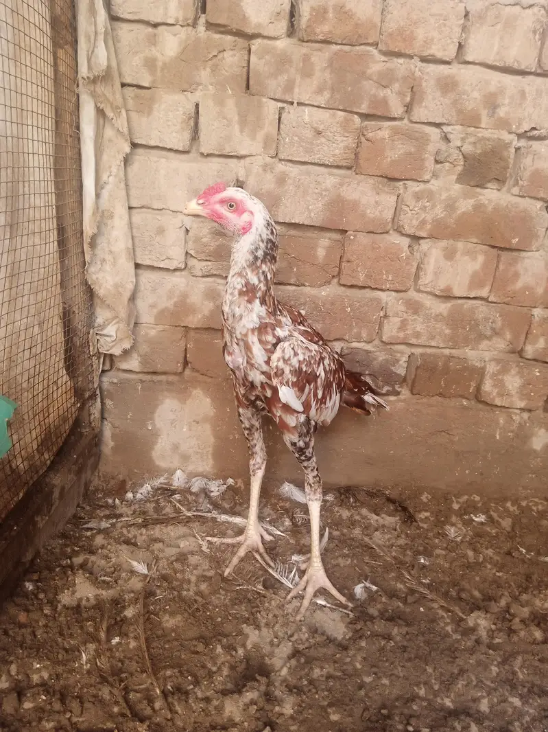 cheena patha and white kaana murgha for sale — photo 2