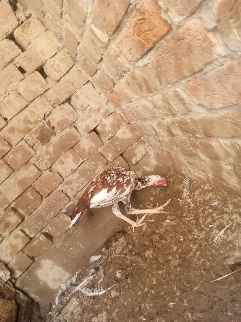 cheena patha and white kaana murgha for sale — photo 3