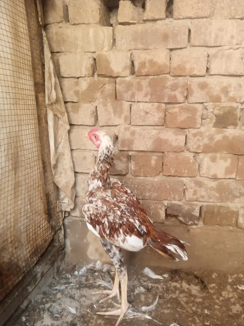cheena patha and white kaana murgha for sale — photo 4