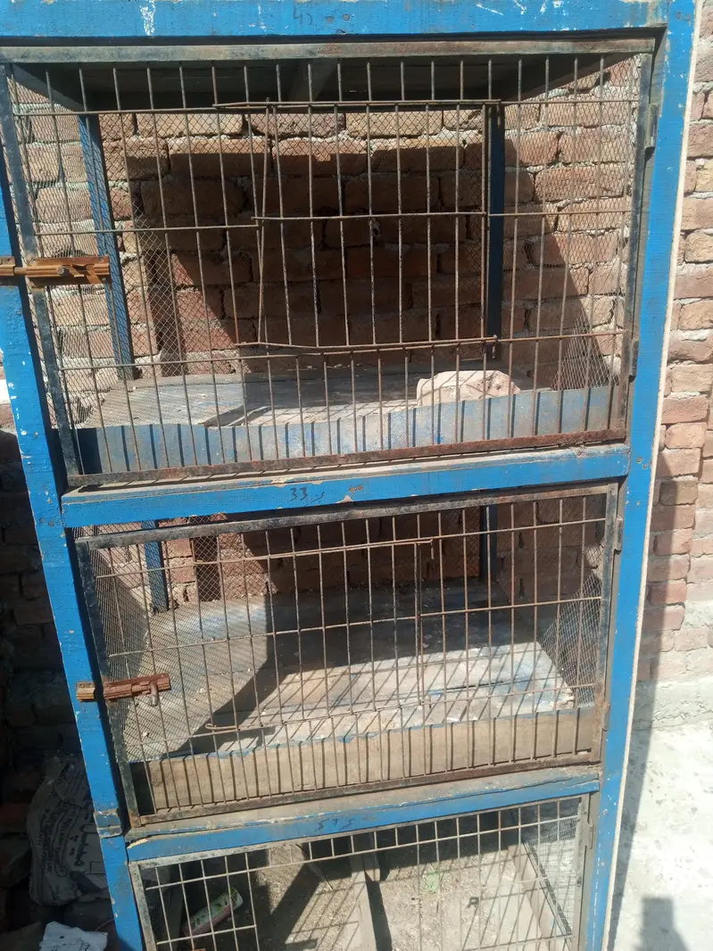cheena patha and white kaana murgha for sale — photo 5