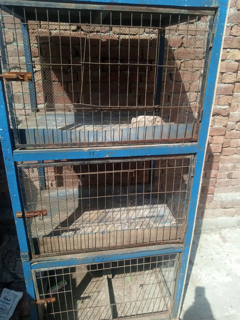 cheena patha and white kaana murgha for sale — photo 6