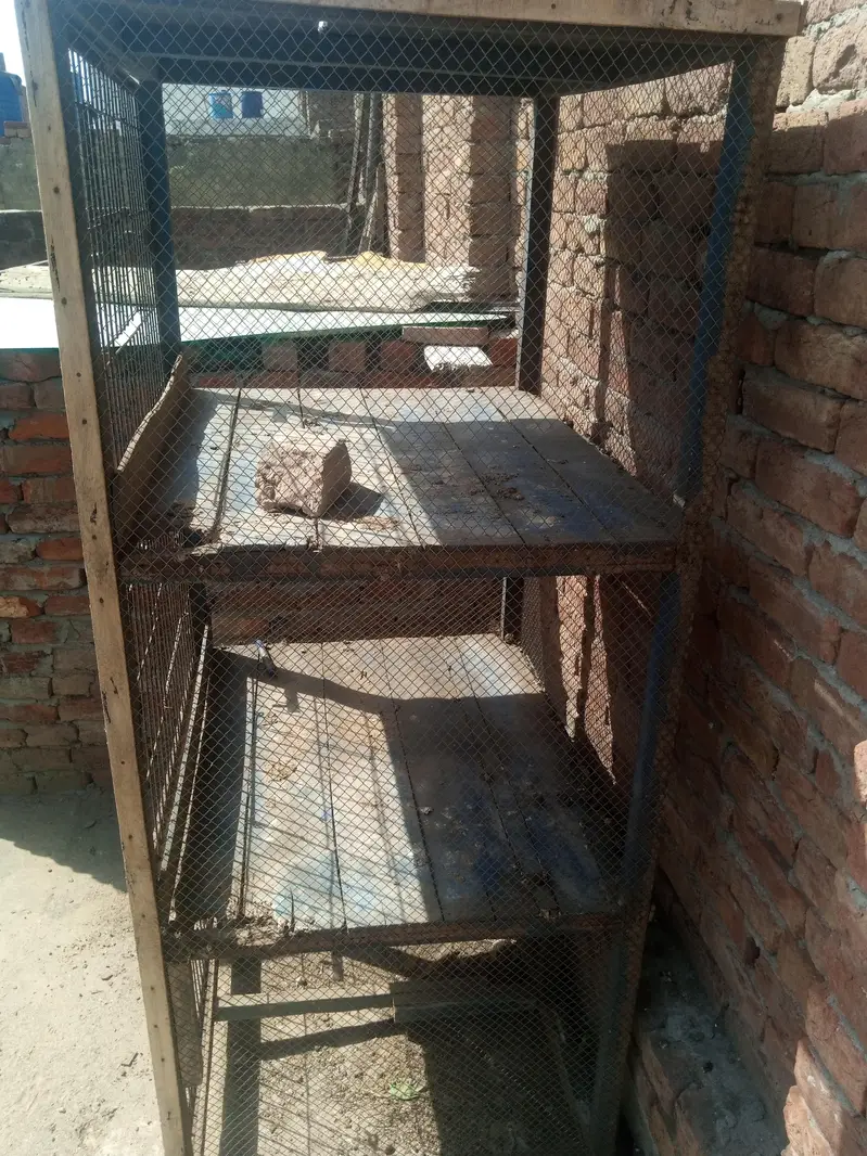 cheena patha and white kaana murgha for sale — photo 7