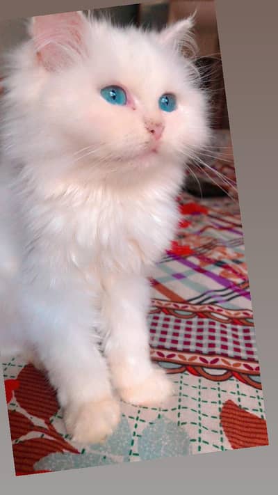 Persian triple coated female kitten